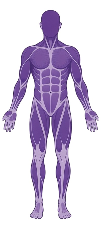 Front view of the body