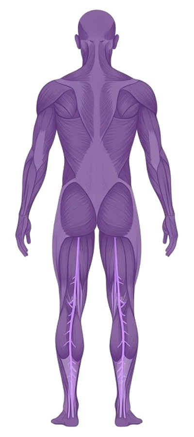 Back view of the body